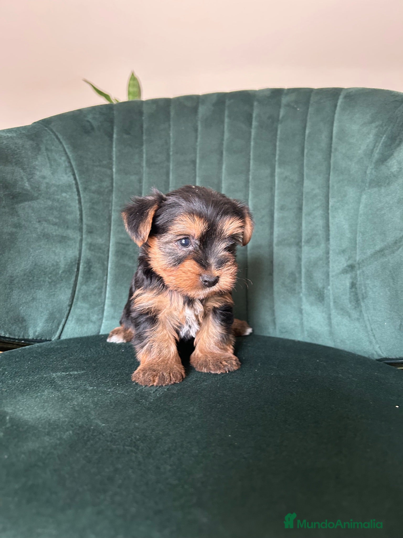 Yorkshire Terrier perros yorkshire  - Anuncio 1