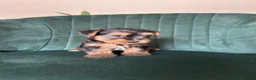Yorkshire Terrier perros en venta: yorkshire  - Anuncio 1