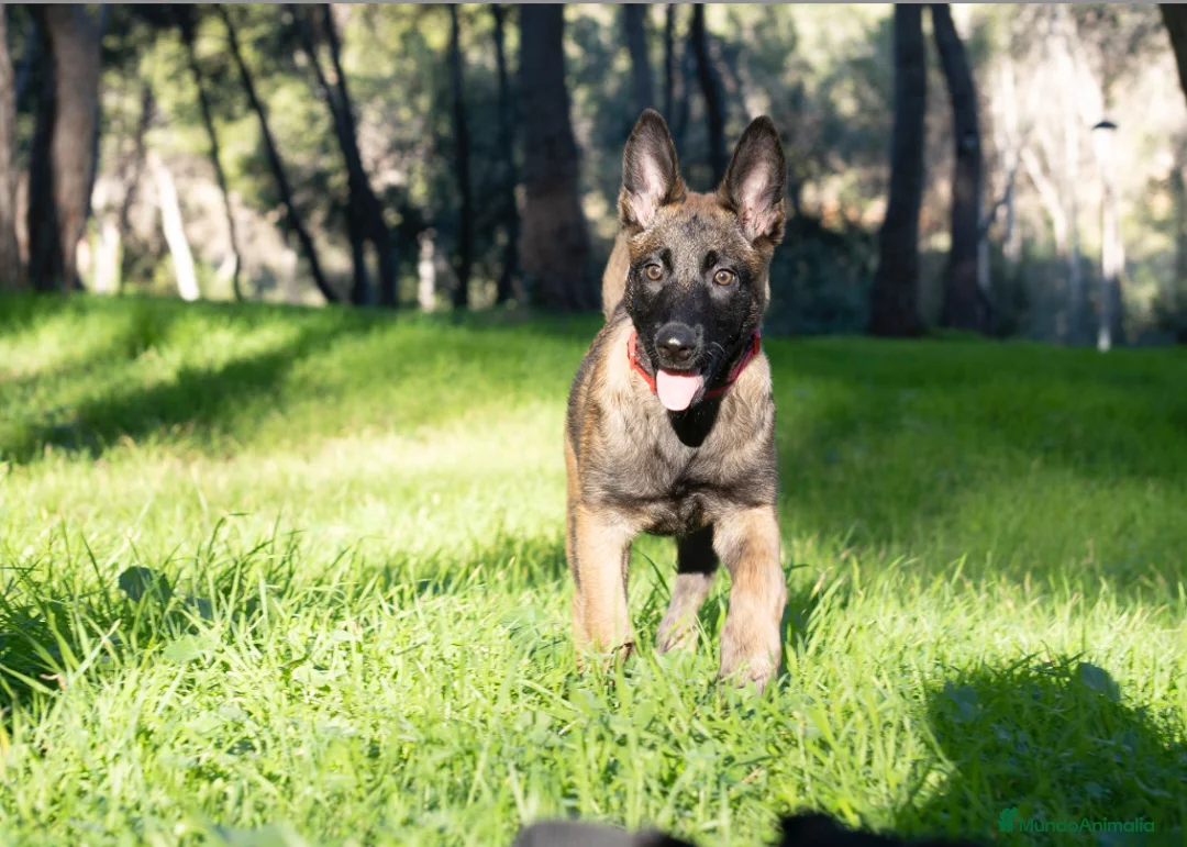 Imagen de galería {{count}}