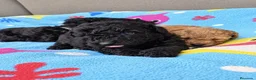 Caniche Toy perros en venta: Preciosos Cachorros Caniche Toy Negros - Anuncio 1
