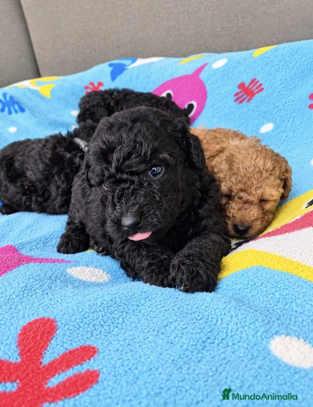 Caniche Toy perros en venta: Preciosos Cachorros Caniche Toy Negros - Anuncio 1