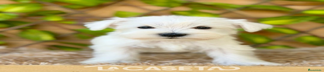 Schnauzer Miniatura Cachorro 3584
