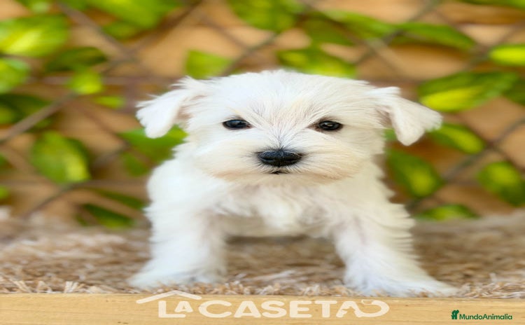 Schnauzer Miniatura perros - Anuncio 1