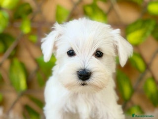 Schnauzer Miniatura perros - Anuncio 4