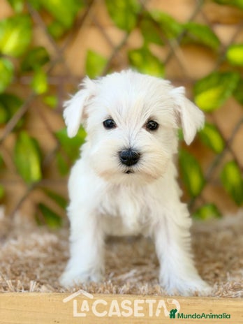 Schnauzer Miniatura perros - Anuncio 5