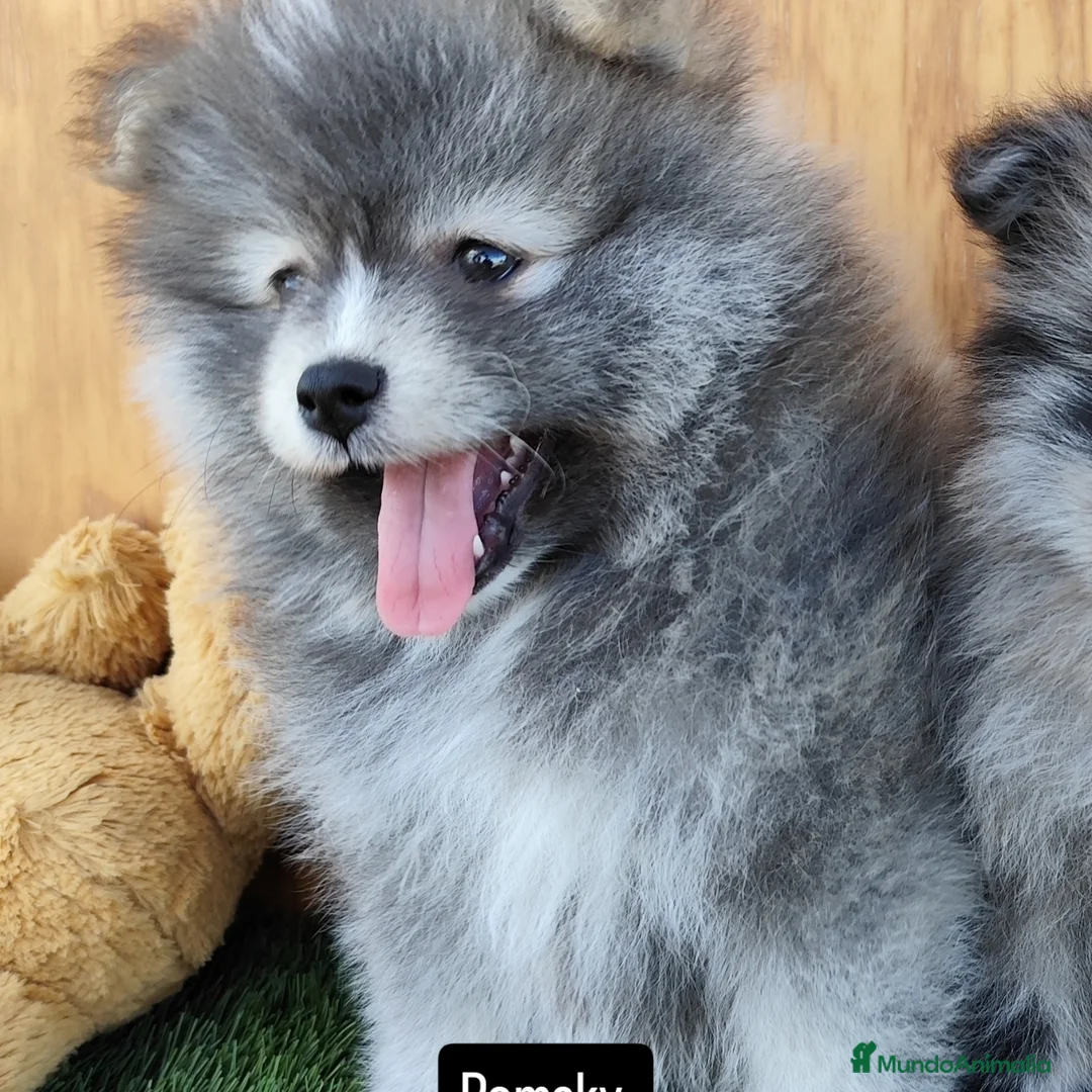 Pomsky perros en venta: Pomsky  - Anuncio 2