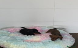Teckel Miniatura perros en venta: Teckel mini - Imagen 4