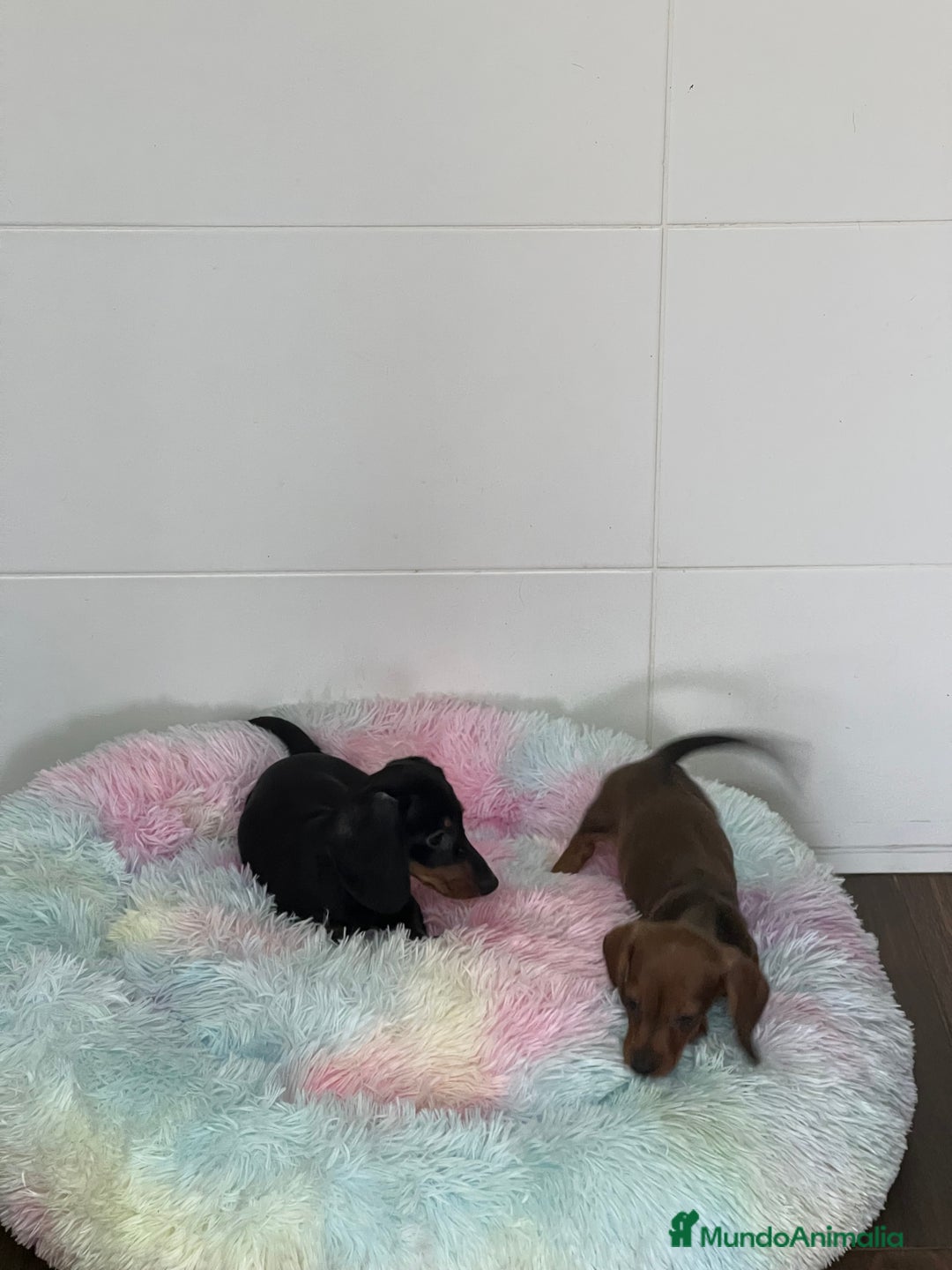Teckel Miniatura perros en venta: Teckel mini - Imagen 4