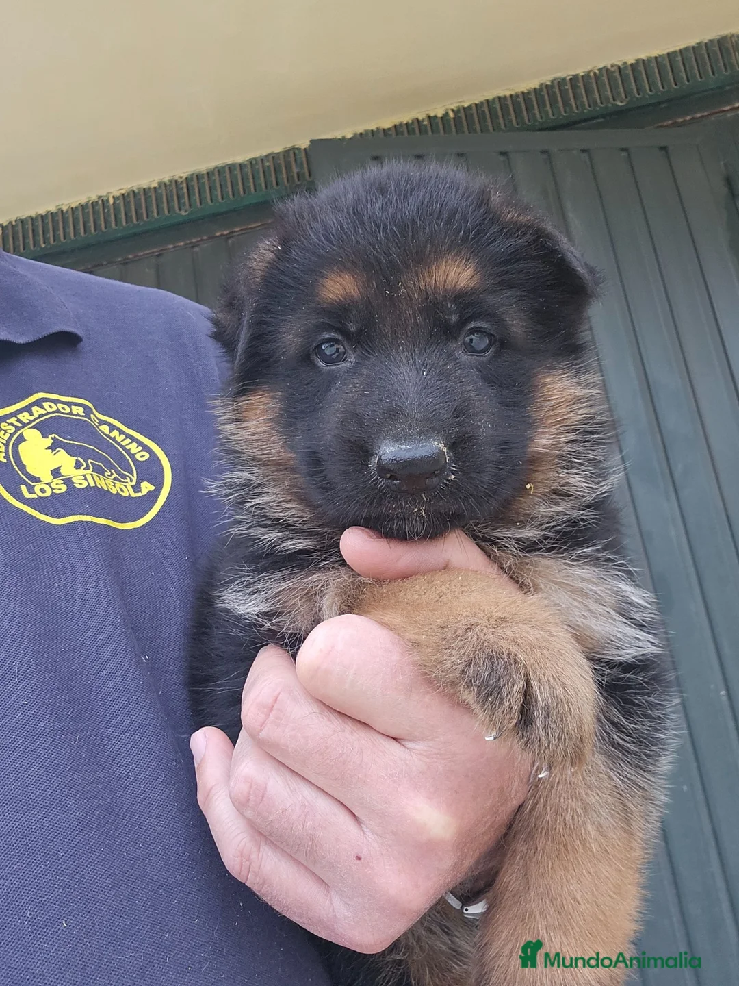 Pastor Alemán perros en venta: Espectaculares cachorros pastor alemán  - Anuncio 2