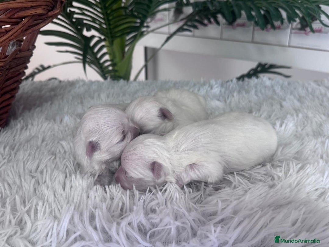 Bichón Maltés perros en venta: BICHON MALTES  - Anuncio 5