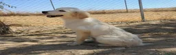 Golden Retriever perros en venta: Preciosa hembra de golden retriever - Anuncio 9