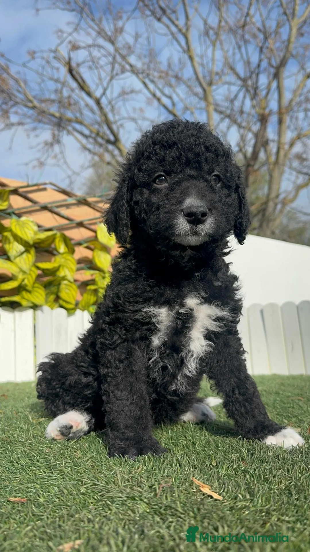 Perro de Agua Español perros en venta: PERRO DE AGUA DISPONIBLE - Anuncio 7