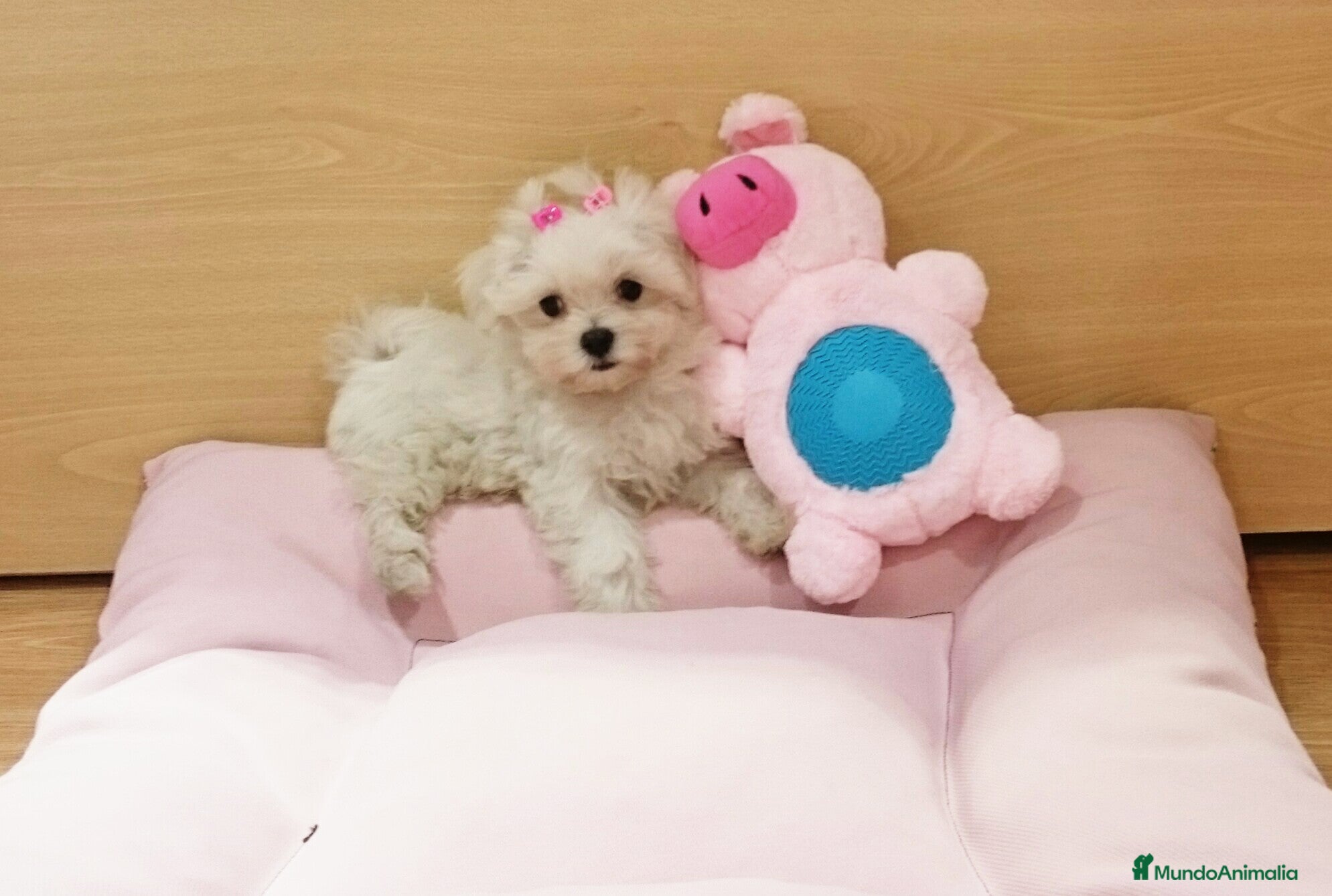 Bichón Maltés perros Cachorros de Bichón Maltés en Barcelona - Anuncio 16