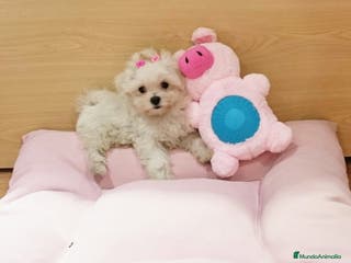 Bichón Maltés perros Cachorros de Bichón Maltés en Barcelona - Anuncio 25