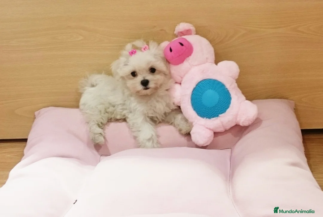 Bichón Maltés perros en venta: Cachorros de Bichón Maltés en Barcelona - Anuncio 1