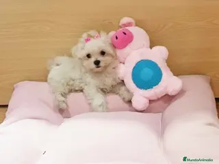 Bichón Maltés perros Cachorros de Bichón Maltés en Barcelona - Anuncio 3