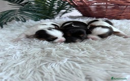 Yorkshire Terrier perros en venta: YORKSHIRE BIEWER HEMBRAS - Anuncio 18