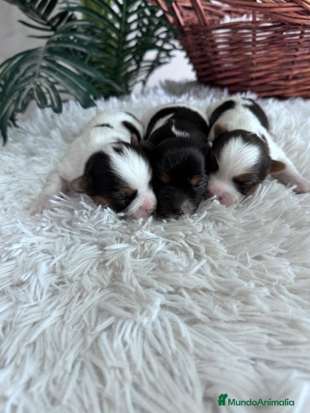 Yorkshire Terrier perros en venta: YORKSHIRE BIEWER HEMBRAS - Anuncio 18