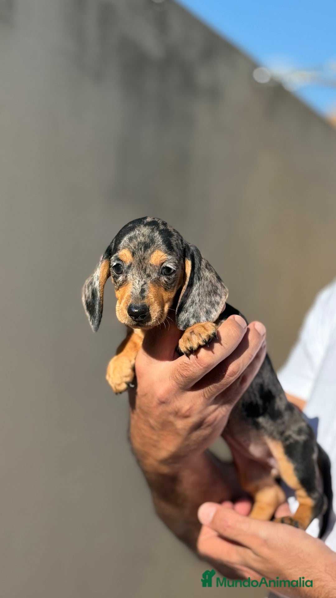 Teckel Miniatura perros en venta: Teckel miniatura Arlequín  - Imagen 8