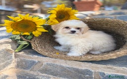 Maltipoo perros en venta: Maltipoo Con toda la vacunación completa. - Imagen 3
