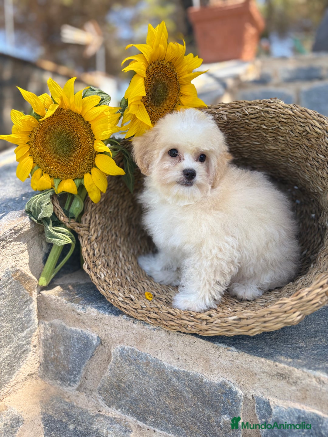 Maltipoo perros en venta: Maltipoo Con toda la vacunación completa. - Imagen 3