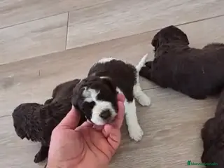 Perro de Agua Español perros Perros de agua macho y hembra 🔥🐾 - Anuncio 3