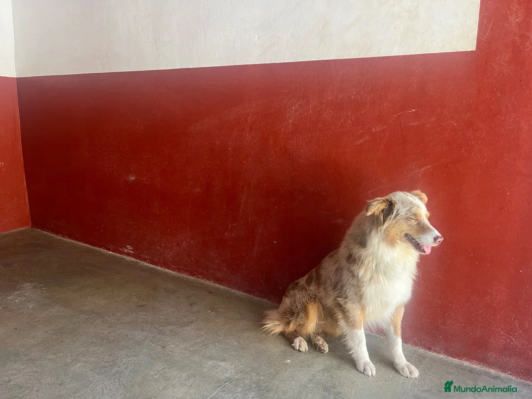 Pastor Australiano perros en venta: Pastor australiano en Caraby Benidorm  - Anuncio 7