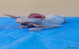 Sphynx gatos en venta: Hembrita tortuga azul  - Imagen 12
