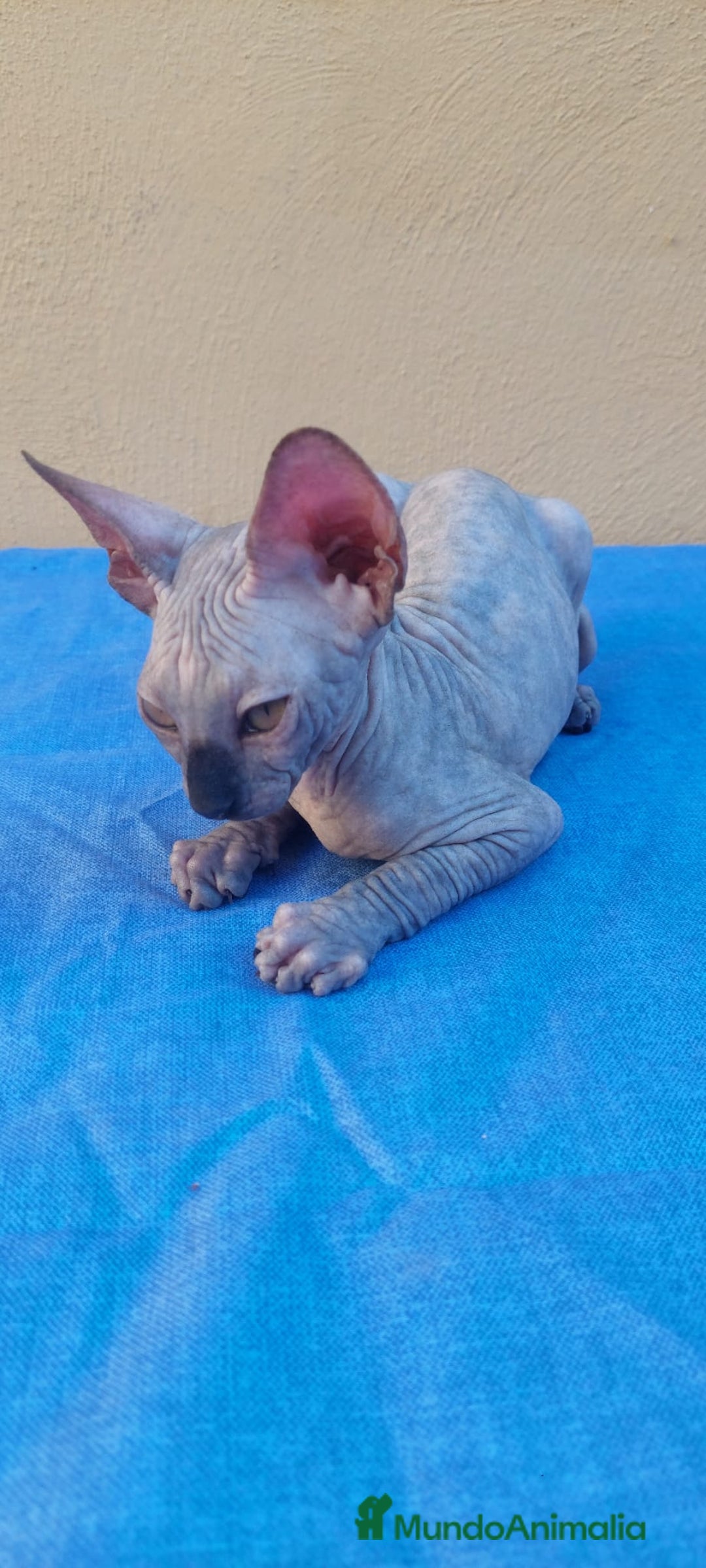 Sphynx gatos en venta: Hembrita tortuga azul  - Imagen 12