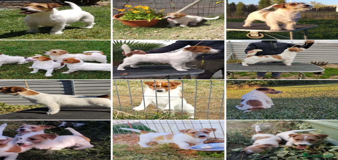 Imagen de galería {{count}}