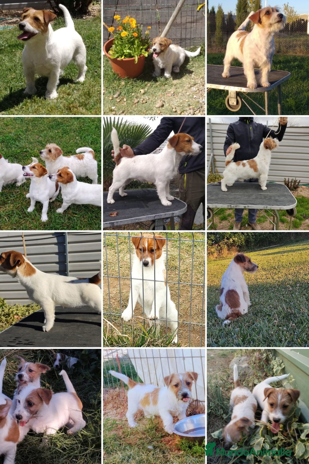 Imagen de galería {{count}}