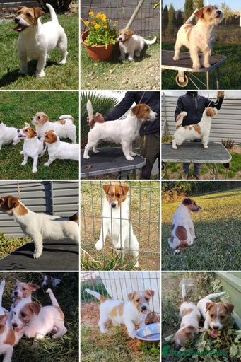 Imagen de galería {{count}}