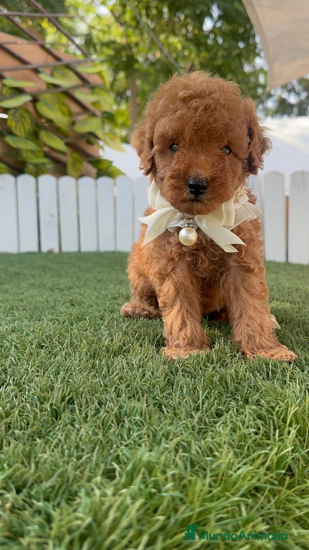 Caniche Toy perros en venta: CANICHE TOY  - Imagen 13