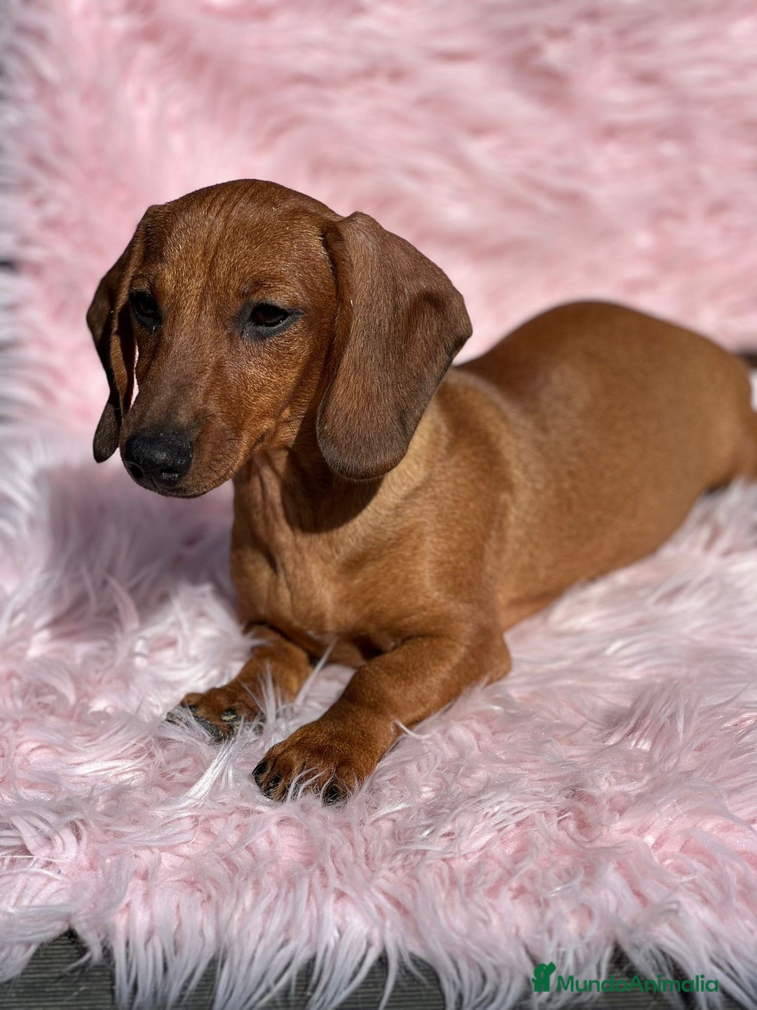 Teckel Miniatura perros en venta: Teckel rojo - Imagen 2