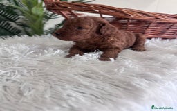 Caniche Toy perros en venta: CANICHE TOY ROJO MCHO, ENVIO A TODA ESPAÑA - Imagen 14
