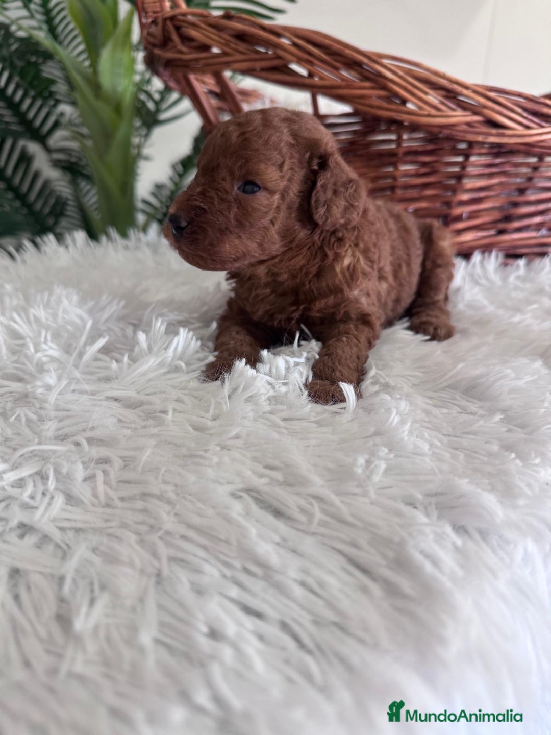 Caniche Toy perros en venta: CANICHE TOY ROJO MCHO, ENVIO A TODA ESPAÑA - Imagen 14