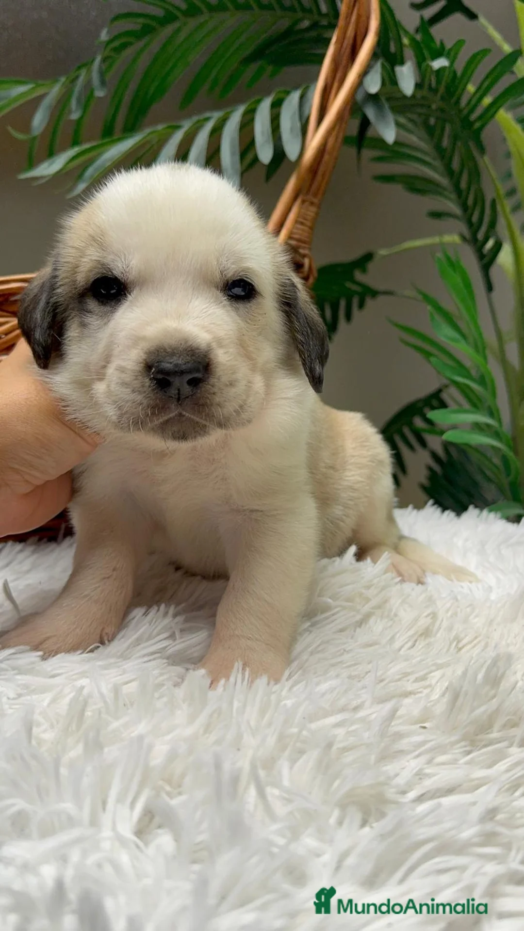 Mastín Español perros en venta: MASTIN ESPAÑOL - Anuncio 7