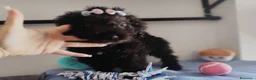 Perro de Agua Español perros en venta: Perro de agua  - Anuncio 2