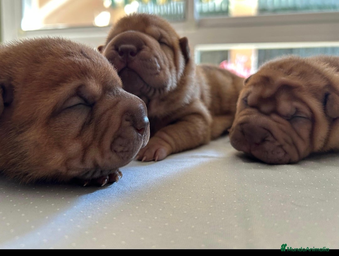 Shar Pei perros en venta: Shar peis de calidad con pedigree - Imagen 2