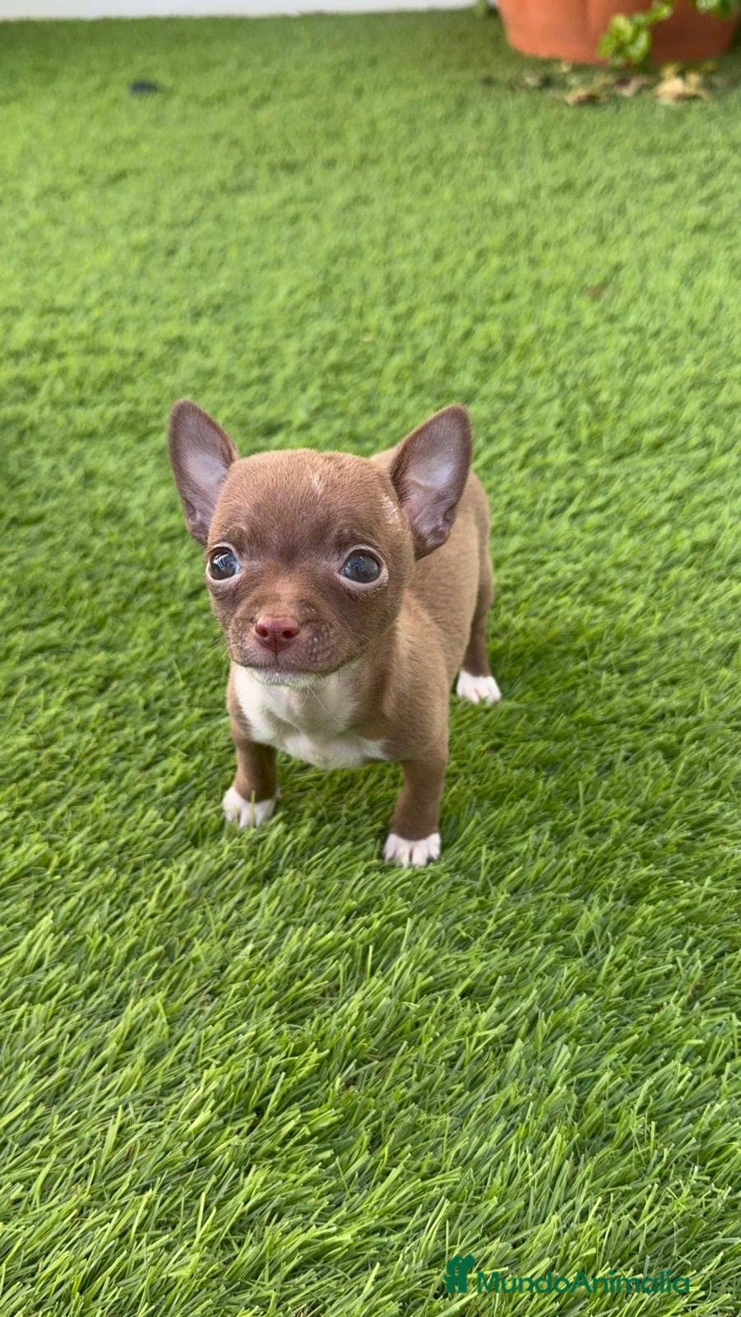 Chihuahua perros en venta: CHIHUAHUA HEMBRA - Anuncio 7