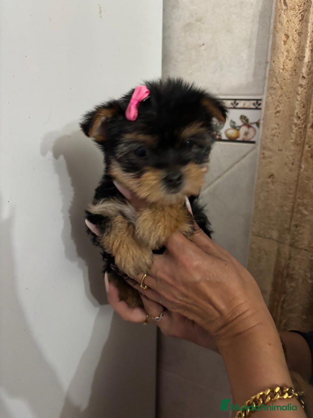Yorkshire Terrier perros en venta: Yorksiri toy - Anuncio 6