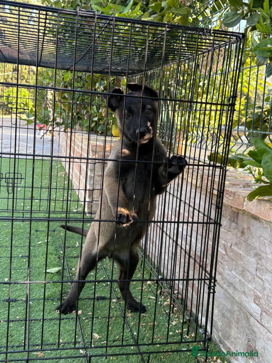 Pastor Belga Malinois perros en venta: Cachorra carbonada  - Anuncio 2