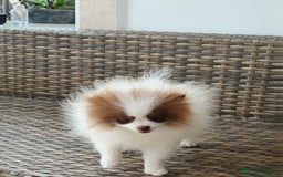 Pomerania perros en venta: Pomerania  - Imagen 3