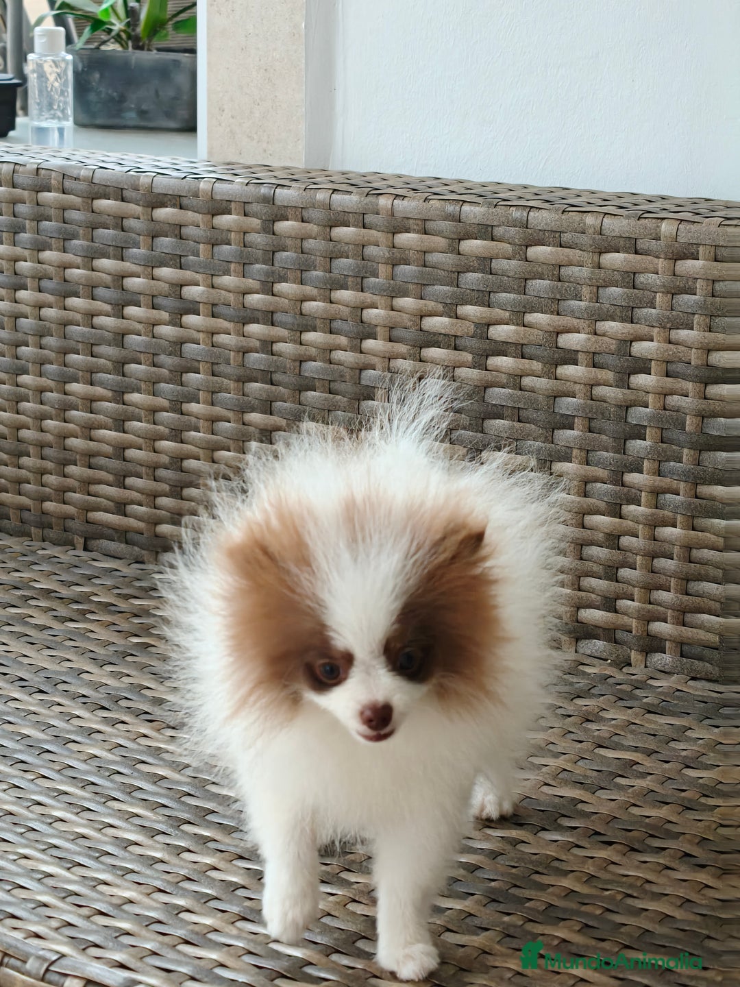 Pomerania perros en venta: Pomerania  - Imagen 3