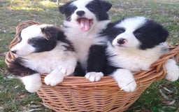 Border Collie perros en venta: BORDER COLLIE - Imagen 4