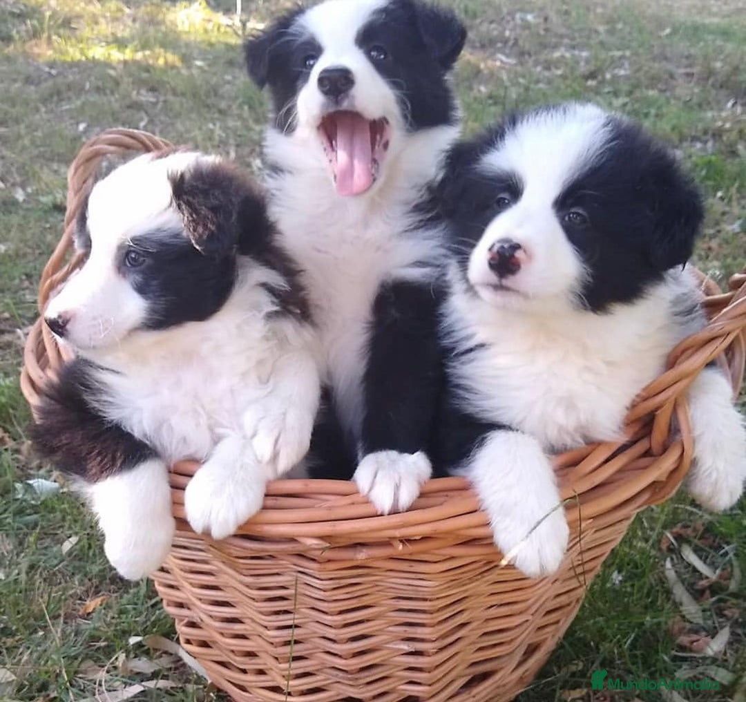 Border Collie perros en venta: BORDER COLLIE - Imagen 4