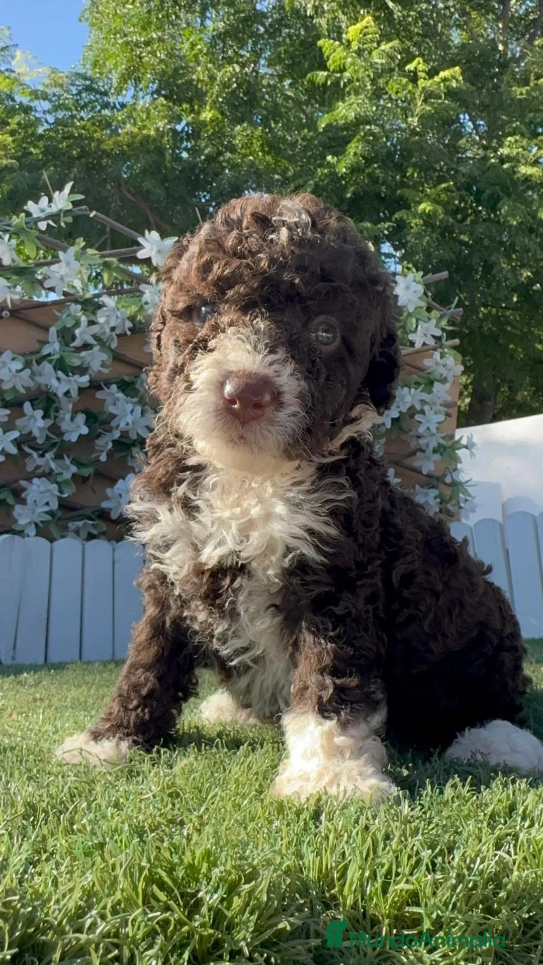 Perro de Agua Español perros en venta: PERRO DE AGUA ESPAÑOL - Anuncio 10