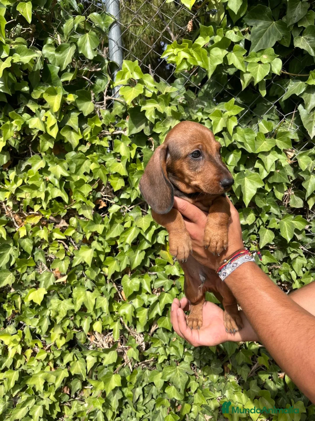 Teckel perros en venta: Cachorros de teckel - Anuncio 9