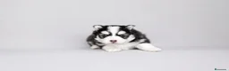 Pomsky perros en venta: Pomsky F4 - Anuncio 4