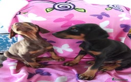 Dobermann perros en venta: Doberman chocolate y negro  - Imagen 5